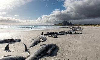 Menschenrechte fr Wale: Maori-Knig fordert Schutz fr bedrohte Meeressuger