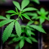Cannabis: Expertengruppe empfiehlt THC-Grenzwert ber 0,0 im Straenverkehr