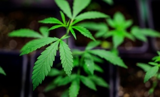 Cannabis: Expertengruppe empfiehlt THC-Grenzwert ber 0,0 im Straenverkehr
