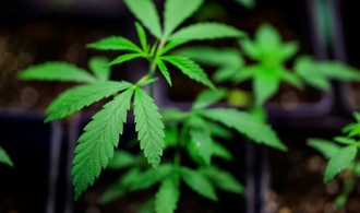 Krankenkasse KKH: Zahl der Cannabisschtigen gestiegen
