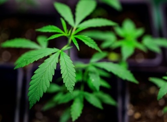 Krankenkasse KKH: Zahl der Cannabisschtigen gestiegen