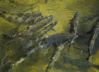 Kalifornien verbietet Lachsfang fr das zweite Jahr in Folge