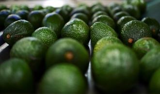 Avocado-Importe haben sich innerhalb von zehn Jahren verfnffacht