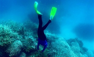 Behrde: Schlimmste jemals beobachtete Korallenbleiche in Australiens Great Barrier Reef