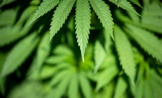 Bericht: Bundesregierung will Cannabisgesetz nachtrglich verschrfen