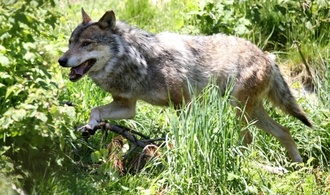Zahl illegaler Wolfsttungen in Sachsen binnen einem Jahr auf vier verdoppelt