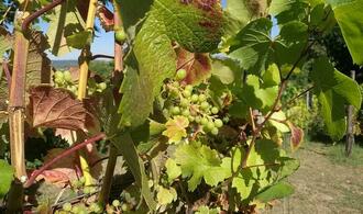 Weinbauverband befrchtet nach Frostnchten Ernteausfall