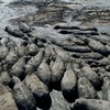 Drre in Botswana: Nilpferde drohen in ausgetrockneten Flussbetten zu sterben