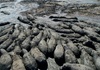 Drre in Botswana: Nilpferde drohen in ausgetrockneten Flussbetten zu sterben