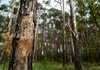 Waldbesitzer und Umweltschtzer fordern Ersatz fr weggefallene Forschungsmittel