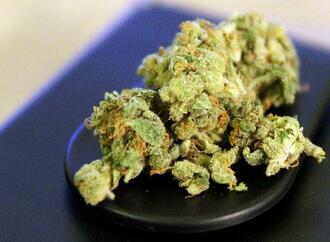Bundesregierung ebnet Weg fr legalen Verkauf von Cannabis
