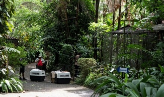 Fast 300 Tiere nach Aus fr letzte staatliche Zoos in Costa Rica in Wildtierzentrum verlegt