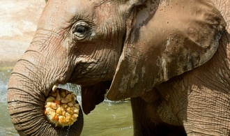 Organisation: Tausende Verste gegen Tierschutzregeln in europischen Zoos