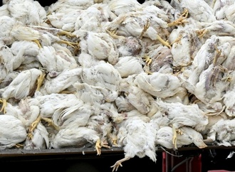 Vogelgrippe: Saarland verhängt ab Donnerstag als erstes Bundesland Stallpflicht