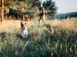 Krankheitserreger und Vektoren - ein gefährliches Duo