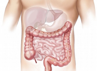 Immunsystem hält Bakterien im Darm in Schach