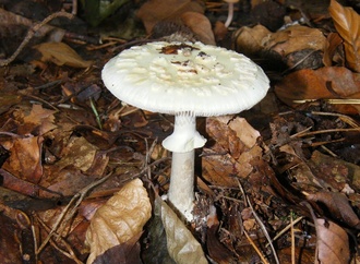 Achtung Giftpilze: Tödliche Gefahr