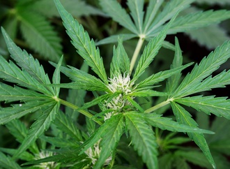 Legalisierung von Cannabis: Eltern besorgt um ihre Kinder