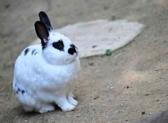 Kaninchenplage in Paris: 300 Tiere werden ins Umland umgesiedelt