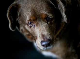 Angeblich ältester Hund der Welt verliert seinen Rekord-Titel
