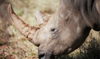 Südafrika: Fast 500 Nashörner im vergangenen Jahr von Wilderern getötet
