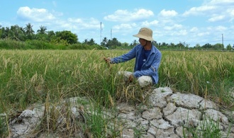 Hitzewelle im Süden Vietnams beeinträchtigt Reisproduktion