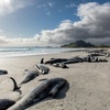 Menschenrechte fr Wale: Maori-Knig fordert Schutz fr bedrohte Meeressuger