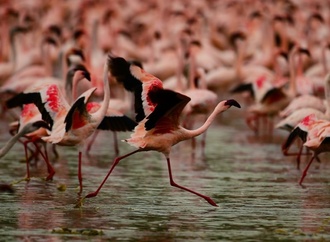 Studie: Zukunft von Flamingos durch steigende Wasserstnde in Seen gefhrdet