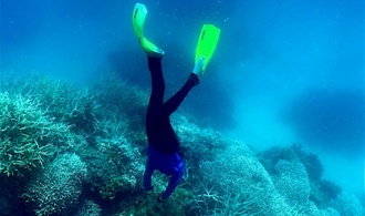 Behrde: Schlimmste jemals beobachtete Korallenbleiche in Australiens Great Barrier Reef