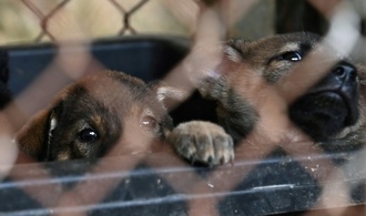 Besitzerin von Gnadenhof darf wegen Tierschutzmngeln nur noch fnf Hunde halten