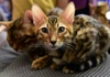 Stiftung Warentest: Gnstiges Katzenfutter berzeugt