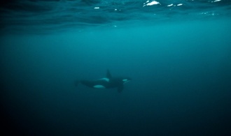 Orca-Junges befreit sich nach Wochen aus Lagune an Kanadas Westkste
