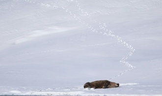 Walross auf Spitzbergen an Vogelgrippe gestorben