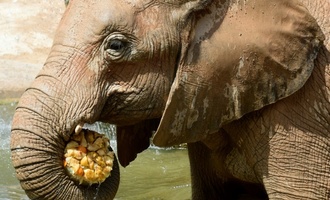 Organisation: Tausende Verste gegen Tierschutzregeln in europischen Zoos