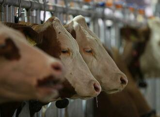 Umfrage: Fast jeder zweite Agrarbetrieb beschäftigt sich mit KI