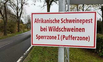 Erster Fall der Afrikanischen Schweinepest in Hessen nachgewiesen