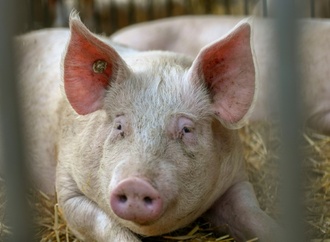 EU-Zolle auf E-Autos: China droht mit Manahmen bei Schweineimporten