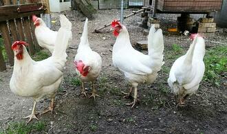 Virologe beklagt US-Intransparenz bei Ausbreitung der Vogelgrippe