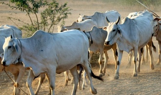 Zebu-Rinder in Hessen vergiftet - fnf Tiere tot