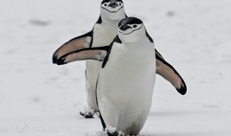 Antarktische Pinguine in Ekstase: Forschende vermuten Revierverhalten