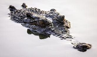 Australien: Polizei findet totes Mdchen nach mutmalichem Krokodil-Angriff