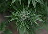 Cannabisplantage in Einfamilienhaus in niederschsischem Lemwerder entdeckt