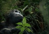 Abholzung bedroht Park mit gefhrdeten Gorillas in Demokratischer Republik Kongo