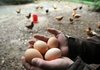 Bio- oder Bodenhaltung: Forscherteam entwickelt Methode zum Nachweis der Ei-Herkunft