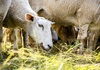 Seuchenausbruch in Griechenland: Schafe sollen ''lebendig begraben'' worden sein