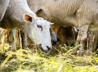 Seuchenausbruch in Griechenland: Schafe sollen ''lebendig begraben'' worden sein