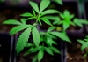 Gruppe in Berlin wegen Marihuanahandel und Plantagenbetrieb verurteilt