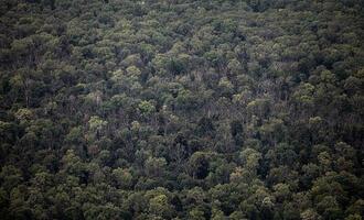 Naturverbnde: Wald vermllt immer mehr