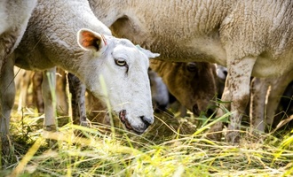 Griechenland verbietet nach Seuchenausbruch Transport von Schafen und Ziegen