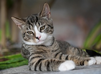 Warum eine Katzenkrankenversicherung unverzichtbar ist